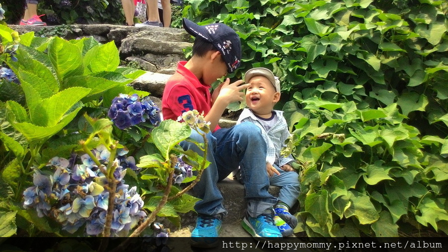 2015.06.14 陽明山竹子湖大梯田賞繡球花 (45).jpg