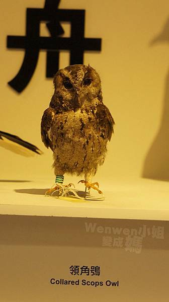 2015.08.29 台北市立動物園 教育中心 恐龍探索館 (4).JPG 2015.08.29 台北市立動物園 教育中心 恐龍探索館 (4).JPG