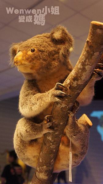 2015.08.29 台北市立動物園 教育中心 恐龍探索館 (5).JPG 2015.08.29 台北市立動物園 教育中心 恐龍探索館 (5).JPG