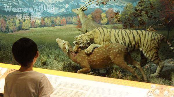 2015.08.29 台北市立動物園 教育中心 恐龍探索館 (7).JPG 2015.08.29 台北市立動物園 教育中心 恐龍探索館 (7).JPG