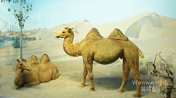 2015.08.29 台北市立動物園 教育中心 恐龍探索館 (11).JPG 2015.08.29 台北市立動物園 教育中心 恐龍探索館 (11).JPG