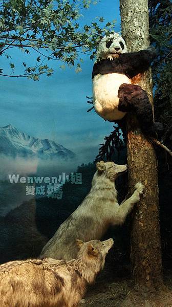 2015.08.29 台北市立動物園 教育中心 恐龍探索館 (12).JPG 2015.08.29 台北市立動物園 教育中心 恐龍探索館 (12).JPG