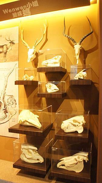 2015.08.29 台北市立動物園 教育中心 恐龍探索館 (13).JPG 2015.08.29 台北市立動物園 教育中心 恐龍探索館 (13).JPG