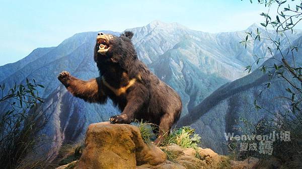 2015.08.29 台北市立動物園 教育中心 恐龍探索館 (14).JPG 2015.08.29 台北市立動物園 教育中心 恐龍探索館 (14).JPG