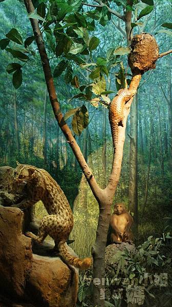 2015.08.29 台北市立動物園 教育中心 恐龍探索館 (16).JPG 2015.08.29 台北市立動物園 教育中心 恐龍探索館 (16).JPG