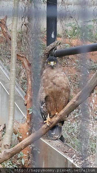 2015.11.29 新竹動物園 (4).jpg