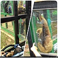 2015.11.29 新竹動物園 (29).jpg
