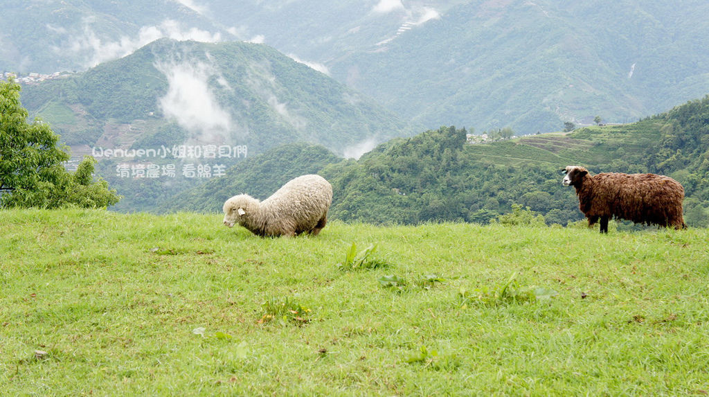 2016.04.24 南投之旅 清境農場看綿羊 (27).jpg