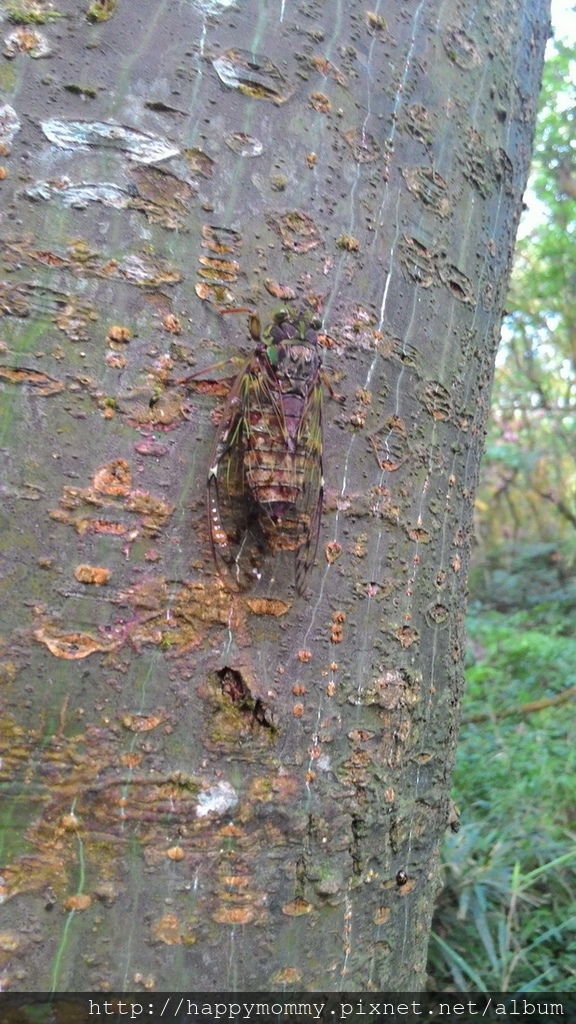 2016.06.25 陽明山 二子坪步道 (5).jpg 2016.06.25 陽明山 二子坪步道 (5).jpg