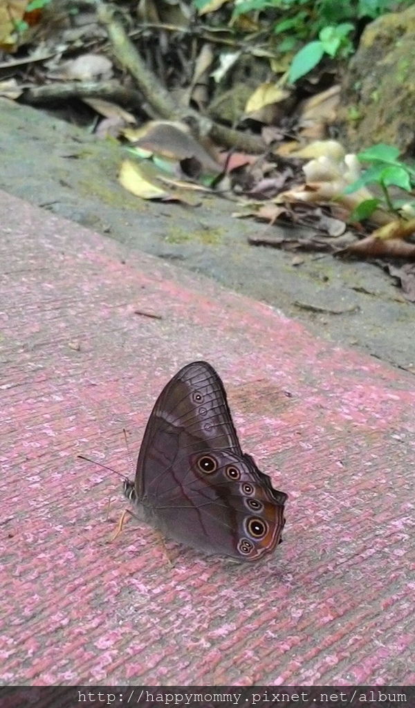 2016.06.25 陽明山 二子坪步道 (6).jpg 2016.06.25 陽明山 二子坪步道 (6).jpg