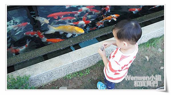 2016.11 淡水日光行館 小動物與錦鯉 (11).jpg