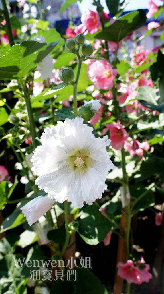 2017.04.29 士林街頭蜀葵花園 (9).JPG