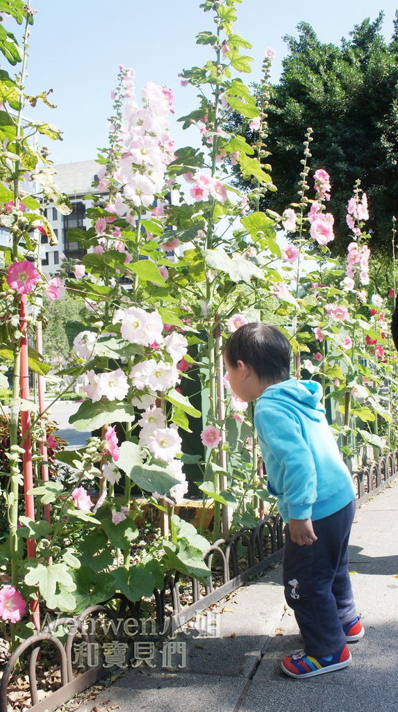 2017.04.29 士林街頭蜀葵花園 (15).JPG