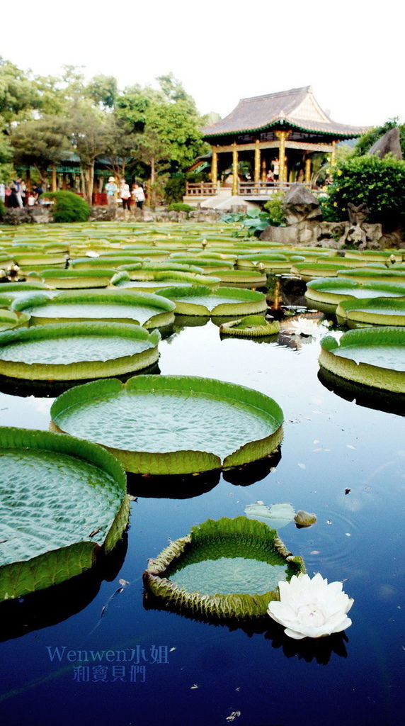 2017.08.10 雙溪公園看大王蓮 (30).jpg