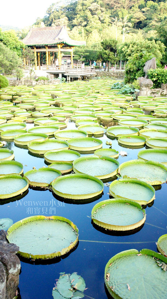 2017.08.10 雙溪公園看大王蓮 (37).JPG