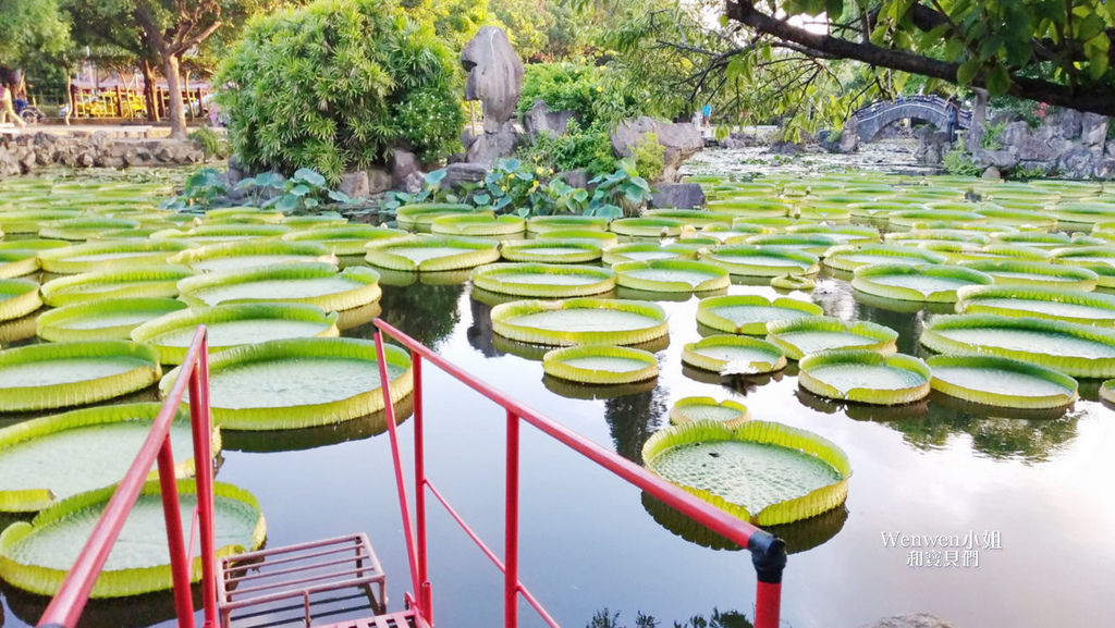 2017.08.10 雙溪公園看大王蓮 (44).jpg