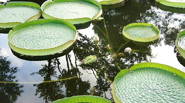 2017.08.10 雙溪公園看大王蓮 (40).jpg