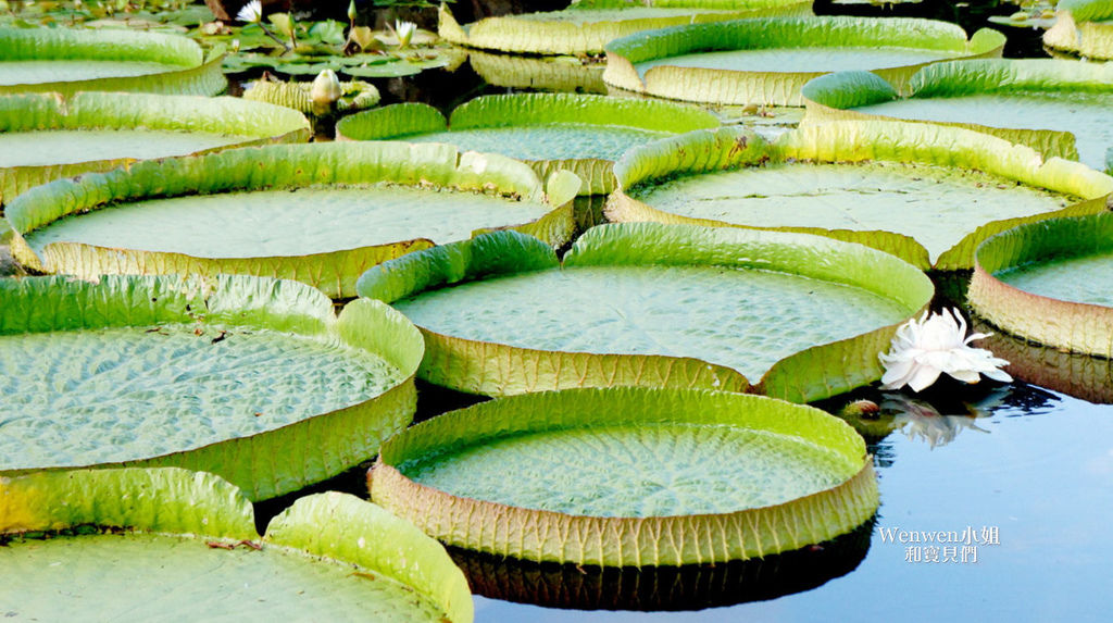 2017.08.10 雙溪公園看大王蓮 (25).jpg