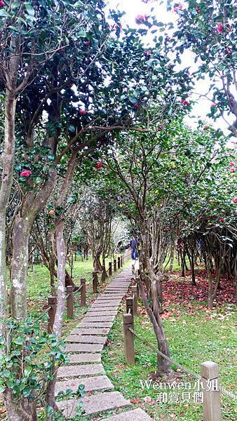 2018.01.27 陽明山花卉試驗所 賞山櫻花山櫻花 鬱金香花田 (33).jpg