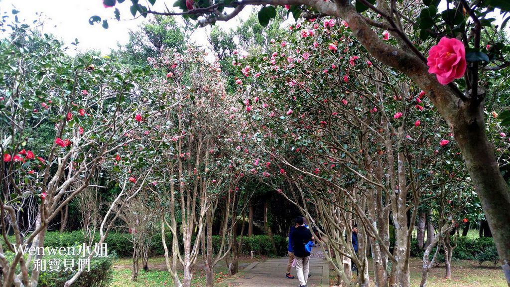 2018.01.27 陽明山花卉試驗所 賞山櫻花山櫻花 鬱金香花田 (3).jpg