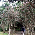 2018.01.27 陽明山花卉試驗所 賞山櫻花山櫻花 鬱金香花田 (3).jpg