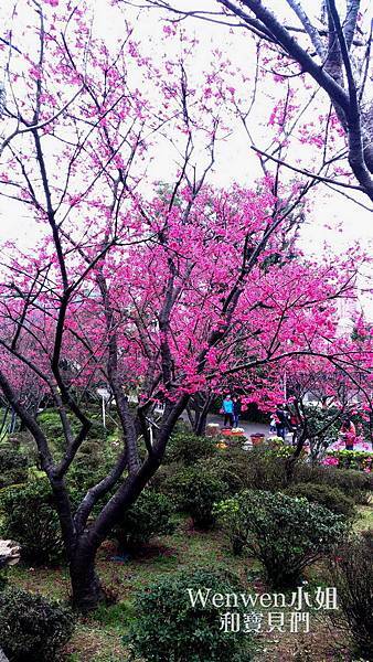 2018.01.27 陽明山花卉試驗所 賞山櫻花山櫻花 鬱金香花田 (48).jpg