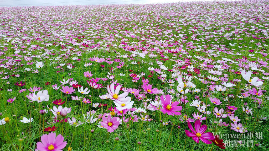 2018.03.21關渡花海節 第三期 大波斯菊 (1).jpg