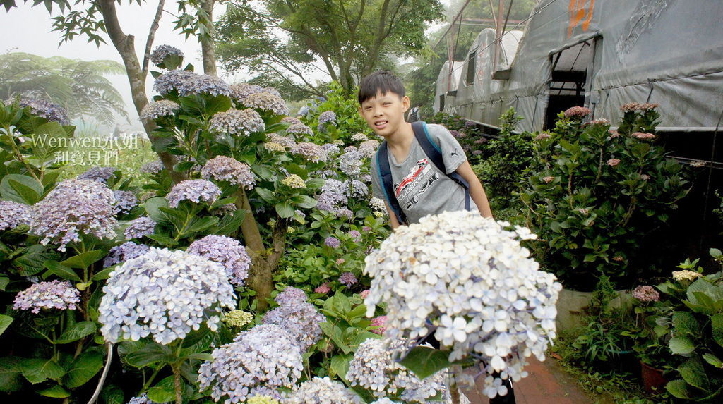 2018.06.03 陽明山竹子湖繡球花季  花與樹園藝 (4).JPG