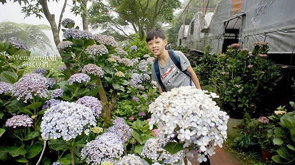 2018.06.03 陽明山竹子湖繡球花季  花與樹園藝 (4).JPG