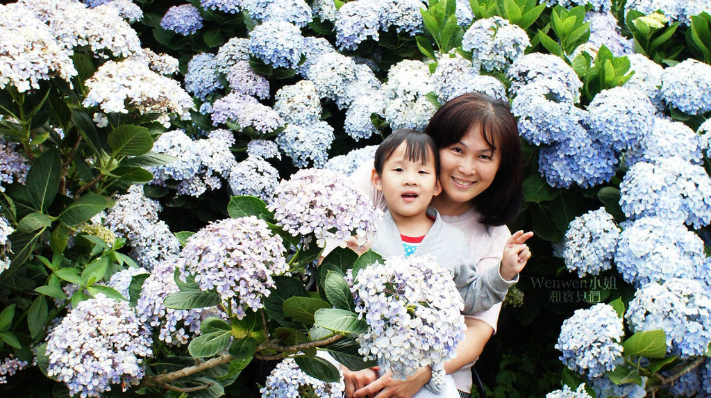 2018.06.03 陽明山竹子湖繡球花季  花與樹園藝 (12).jpg