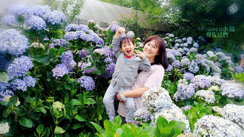 2018.06.03 陽明山竹子湖繡球花季  花與樹園藝 (20).jpg