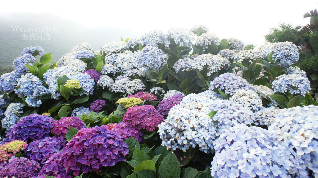 2018.06.03 陽明山竹子湖繡球花季  花與樹園藝 (40).JPG