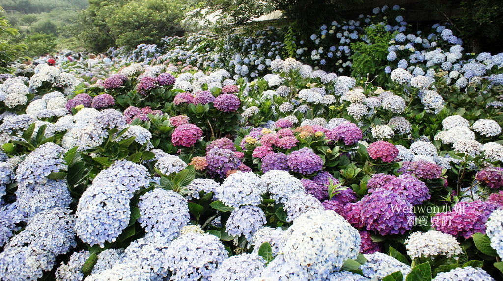 2018.06.03 陽明山竹子湖繡球花季  花與樹園藝 (44).JPG