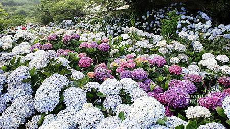 2018.06.03 陽明山竹子湖繡球花季 花與樹園藝 (44).JPG 2018.06.03 陽明山竹子湖繡球花季 花與樹園藝 (44).JPG
