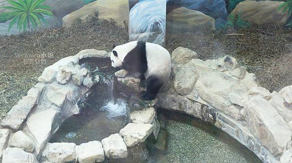 2017.08.27 台北市立動物園 石尚貓熊餐廳 (20).JPG