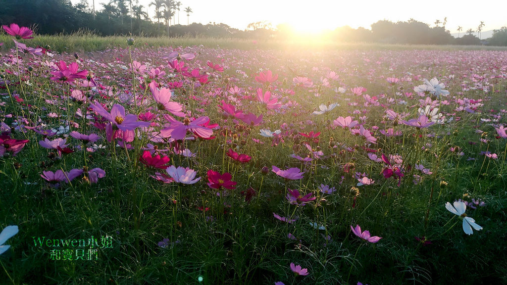 2018.11.15 承德路401巷波斯菊花海 (15).jpg