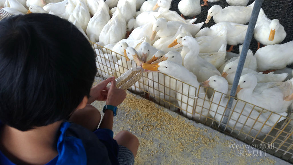 2018.10.27 宜蘭甲鳥園餵鴨子 (21).jpg