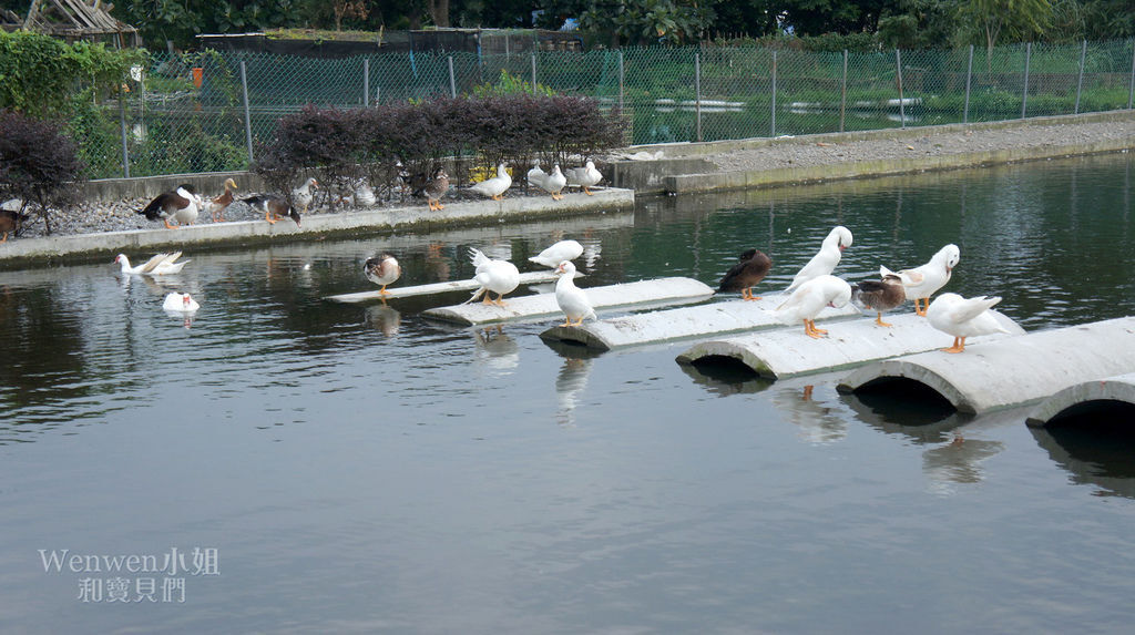 2018.10.27 宜蘭甲鳥園餵鴨子 (27).JPG