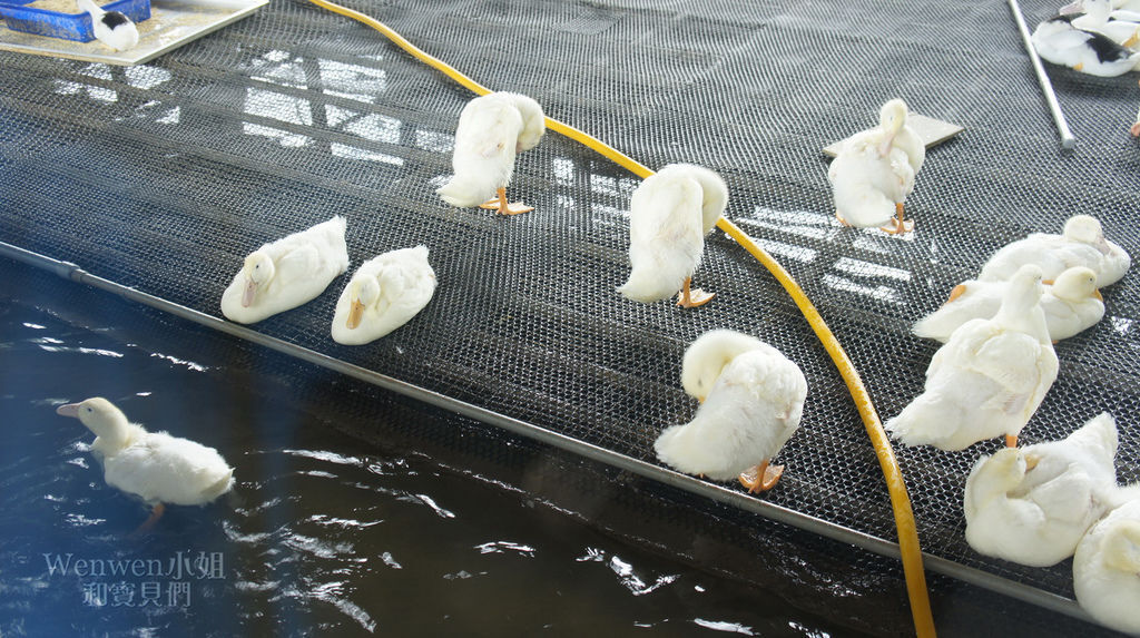 2018.10.27 宜蘭甲鳥園餵鴨子 (11).JPG