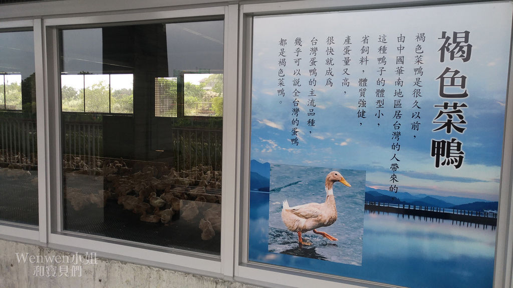 2018.10.27 宜蘭甲鳥園餵鴨子 (13).jpg