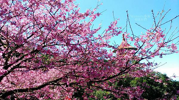 淡水無極天元宮後山賞櫻
