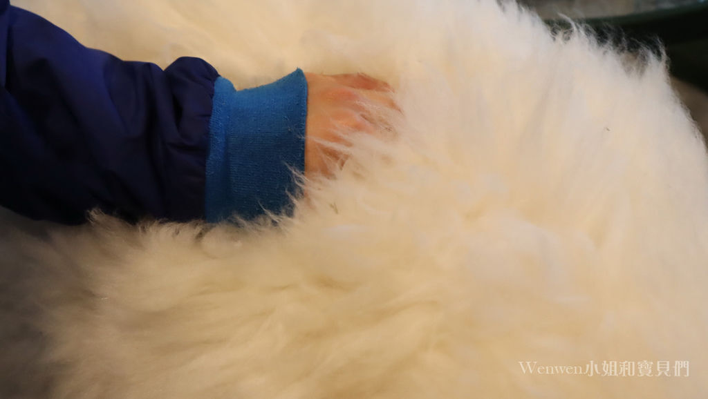 2019.03.01 三芝草泥馬餐廳 歐亞藝術咖啡 (15).JPG 2019.03.01 三芝草泥馬餐廳 歐亞藝術咖啡 (15).JPG