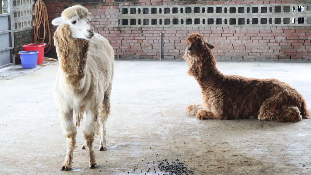 2019.03.01 三芝草泥馬餐廳 歐亞藝術咖啡 (22).JPG 2019.03.01 三芝草泥馬餐廳 歐亞藝術咖啡 (22).JPG
