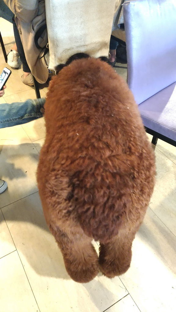 2019.03.01 三芝草泥馬餐廳 歐亞藝術咖啡 (20).jpg 2019.03.01 三芝草泥馬餐廳 歐亞藝術咖啡 (20).jpg