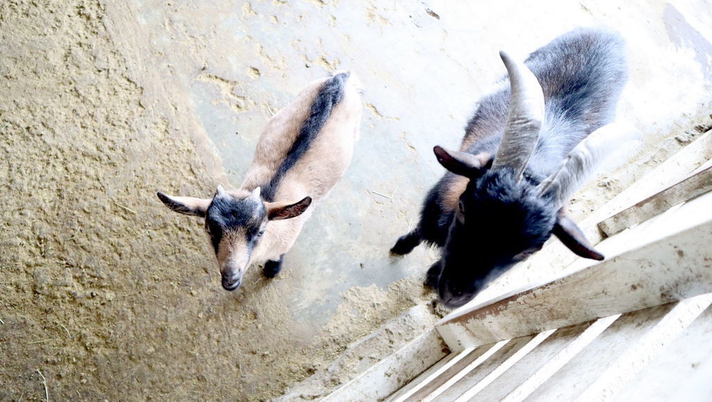 2019.03.01 三芝草泥馬餐廳 歐亞藝術咖啡 (23).JPG 2019.03.01 三芝草泥馬餐廳 歐亞藝術咖啡 (23).JPG