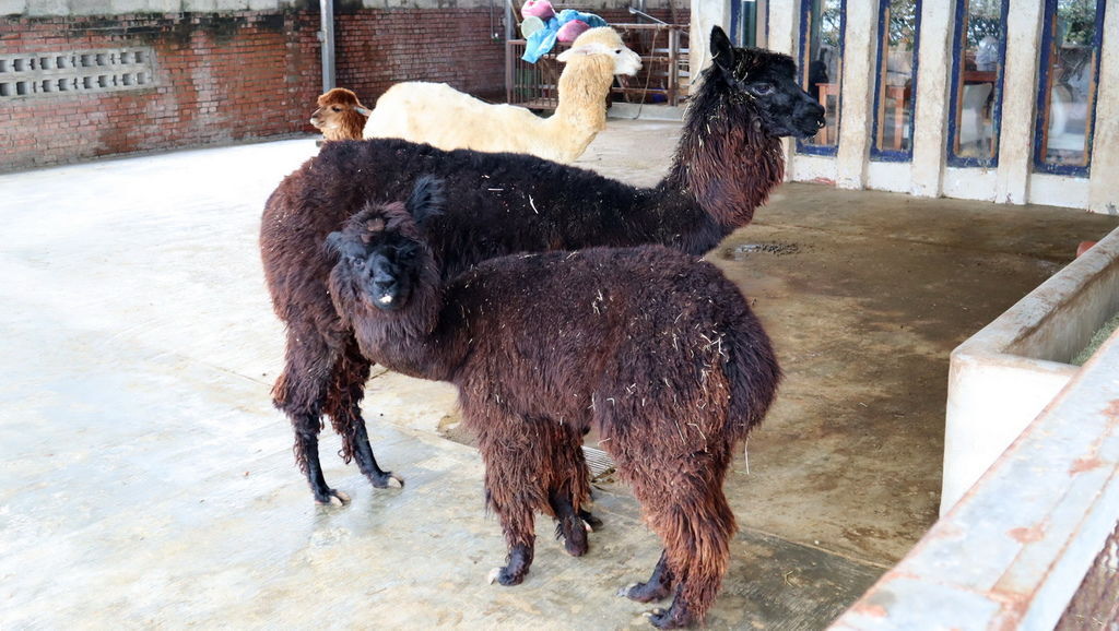 2019.03.01 三芝草泥馬餐廳 歐亞藝術咖啡 (24).JPG 2019.03.01 三芝草泥馬餐廳 歐亞藝術咖啡 (24).JPG
