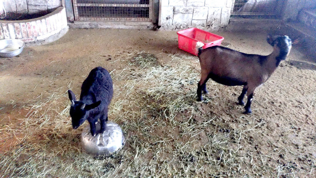 2019.03.01 三芝草泥馬餐廳 歐亞藝術咖啡 (25).jpg 2019.03.01 三芝草泥馬餐廳 歐亞藝術咖啡 (25).jpg