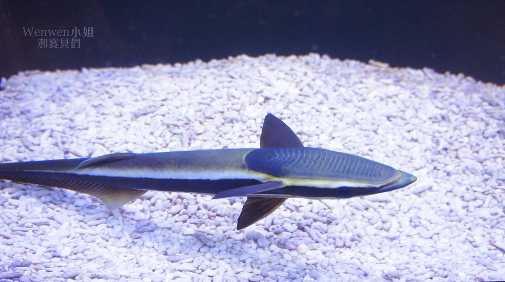 2019.03 宜蘭礁溪室內親子景點 金車生技水產養殖研發中心 鯊魚魟魚小丑魚 (7).JPG