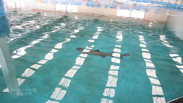 2019.03 宜蘭礁溪室內親子景點 金車生技水產養殖研發中心 鯊魚魟魚小丑魚 (25).JPG