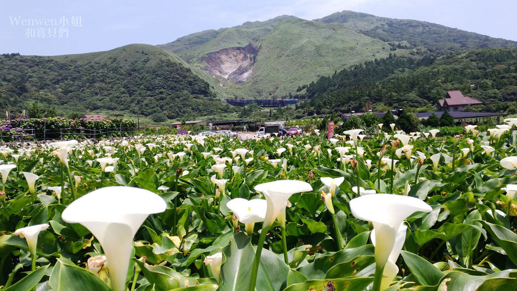 2019.05.21 陽明山竹子湖大賞園繡球花季 (5).jpg